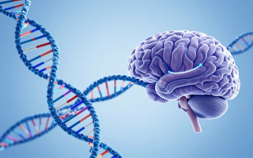 DNA helix and brain structure representing genetic and biological factors in anxiety